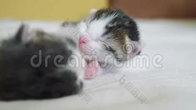 搞笑视频两只宠物可爱新生小猫睡觉团队在床上.. 宠物概念宠物概念。 生活方式小猫